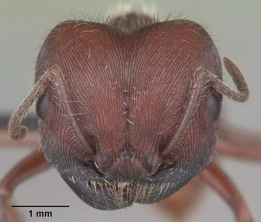 Pogonomyrmex badius specimen CASENT0103057 image casent0103057_2