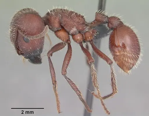 Pogonomyrmex badius specimen CASENT0103057 image casent0103057_3