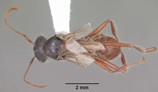 Pogonomyrmex badius specimen CASENT0104421 image casent0104421_1