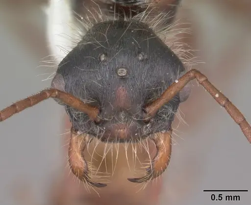 Pogonomyrmex badius specimen CASENT0104421 image casent0104421_2