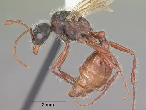 Pogonomyrmex badius specimen CASENT0104421 image casent0104421_3
