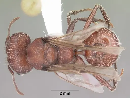 Pogonomyrmex badius specimen CASENT0104422 image casent0104422_1