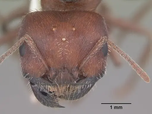 Pogonomyrmex badius specimen CASENT0104422 image casent0104422_2