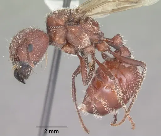 Pogonomyrmex badius specimen CASENT0104422 image casent0104422_3