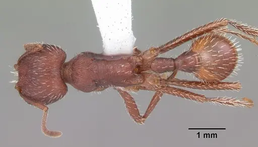 Pogonomyrmex badius specimen CASENT0104423 image casent0104423_1