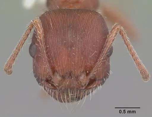 Pogonomyrmex badius specimen CASENT0104423 image casent0104423_2