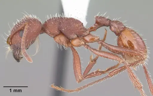 Pogonomyrmex badius specimen CASENT0104423 image casent0104423_3