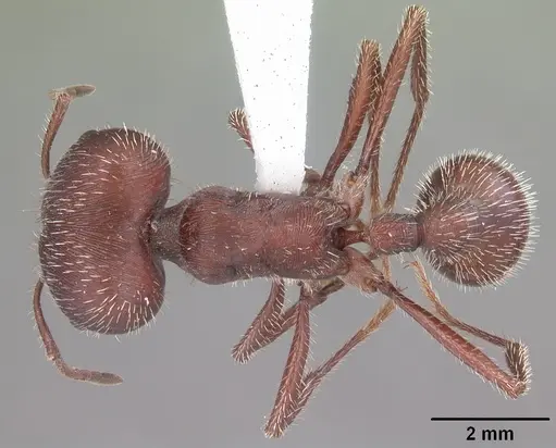 Pogonomyrmex badius specimen CASENT0104424 image casent0104424_1