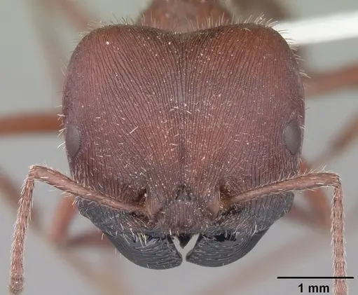 Pogonomyrmex badius specimen CASENT0104424 image casent0104424_2
