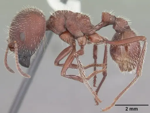 Pogonomyrmex badius specimen CASENT0104424 image casent0104424_3