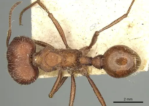 Pogonomyrmex badius specimen CASENT0281110 image casent0281110_1