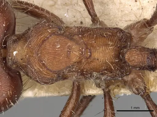 Pogonomyrmex badius specimen CASENT0281110 image casent0281110_2