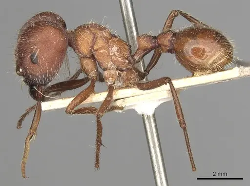 Pogonomyrmex badius specimen CASENT0281110 image casent0281110_4