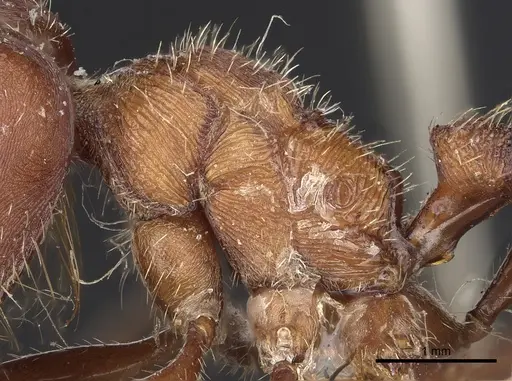 Pogonomyrmex badius specimen CASENT0281110 image casent0281110_5