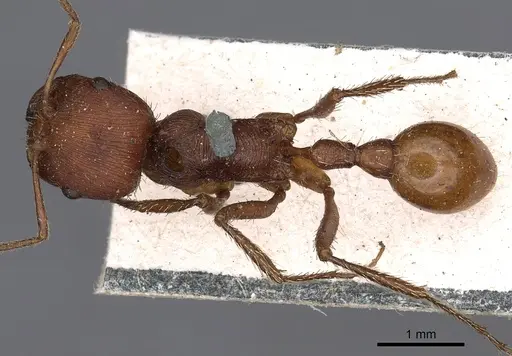 Pogonomyrmex badius specimen CASENT0900375 image casent0900375_1