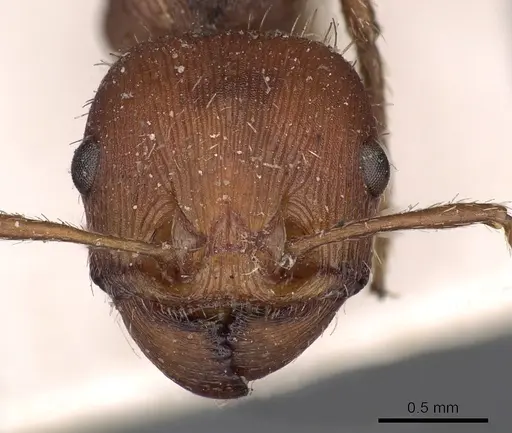 Pogonomyrmex badius specimen CASENT0900375 image casent0900375_2