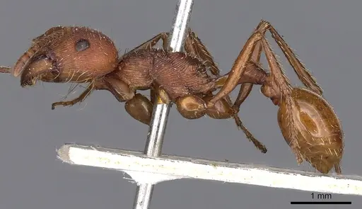 Pogonomyrmex badius specimen CASENT0900375 image casent0900375_3