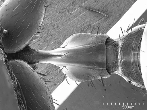 Pogonomyrmex barbatus specimen ANTWEB1008577 image antweb1008577_1