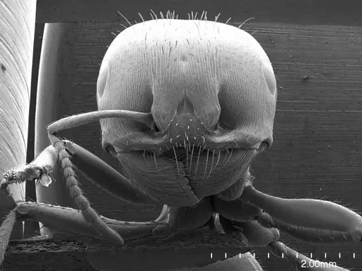 Pogonomyrmex barbatus specimen ANTWEB1008577 image antweb1008577_2