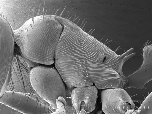 Pogonomyrmex barbatus specimen ANTWEB1008577 image antweb1008577_3