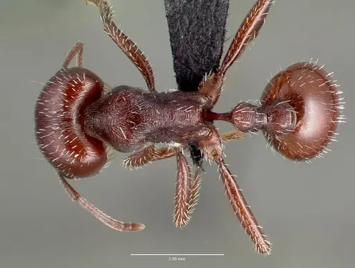 Pogonomyrmex barbatus specimen CASENT0006297 image casent0006297_1