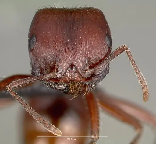 Pogonomyrmex barbatus specimen CASENT0006297 image casent0006297_2
