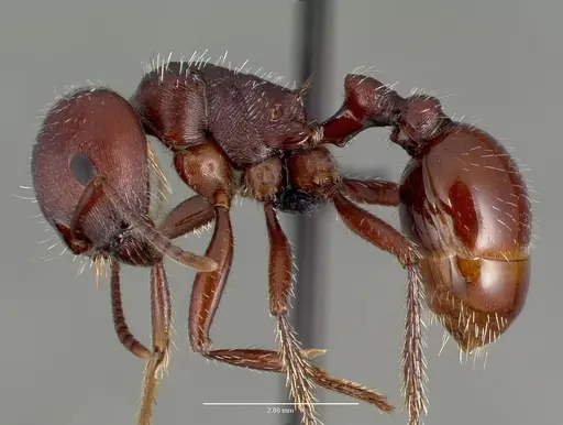 Pogonomyrmex barbatus specimen CASENT0006297 image casent0006297_3