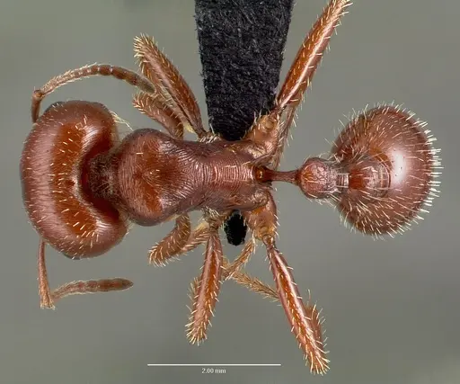 Pogonomyrmex barbatus specimen CASENT0006306 image casent0006306_1