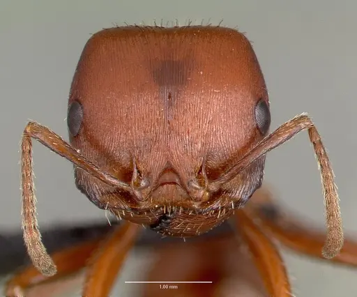 Pogonomyrmex barbatus specimen CASENT0006306 image casent0006306_2