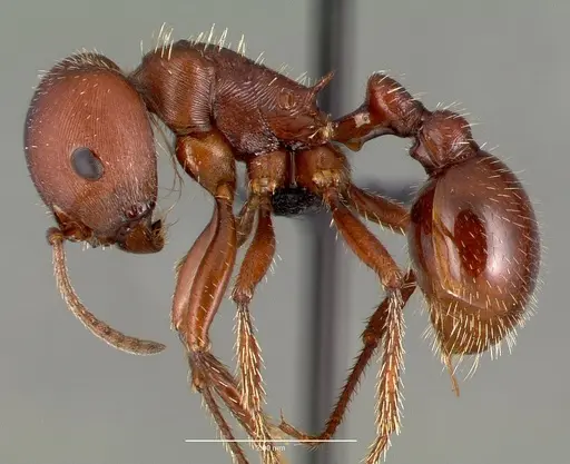 Pogonomyrmex barbatus specimen CASENT0006306 image casent0006306_3