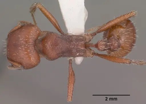 Pogonomyrmex barbatus specimen CASENT0102894 image casent0102894_1