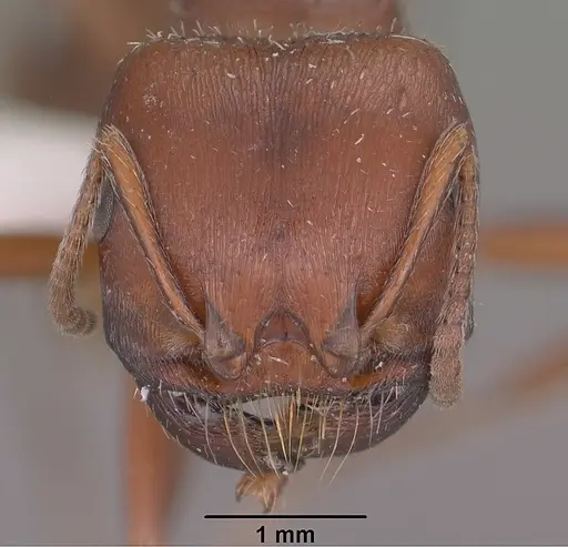 Pogonomyrmex barbatus specimen CASENT0102894 image casent0102894_2