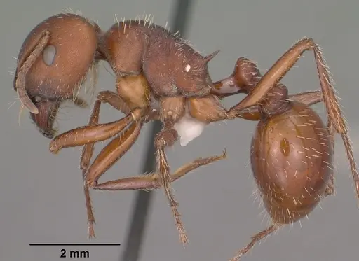 Pogonomyrmex barbatus specimen CASENT0102894 image casent0102894_3