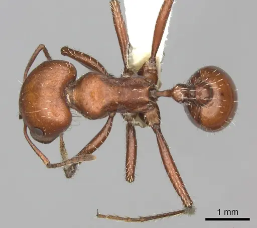 Pogonomyrmex barbatus specimen CASENT0235329 image casent0235329_1