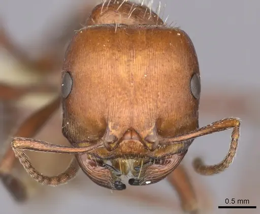 Pogonomyrmex barbatus specimen CASENT0235329 image casent0235329_2
