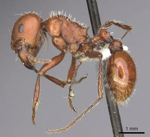 Pogonomyrmex barbatus specimen CASENT0235329 image casent0235329_3