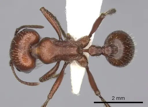 Pogonomyrmex barbatus specimen CASENT0235333 image casent0235333_1