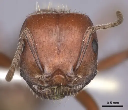 Pogonomyrmex barbatus specimen CASENT0235333 image casent0235333_2