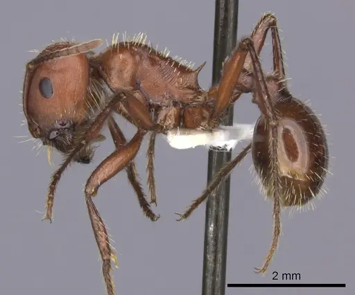 Pogonomyrmex barbatus specimen CASENT0235333 image casent0235333_3