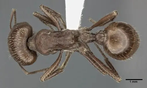 Pogonomyrmex barbatus specimen CASENT0246124 image casent0246124_1