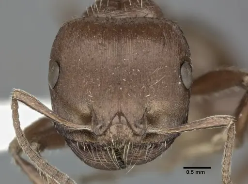 Pogonomyrmex barbatus specimen CASENT0246124 image casent0246124_2