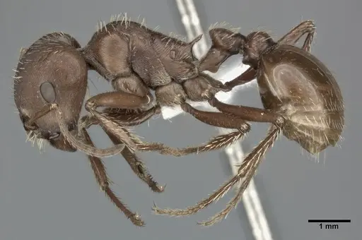 Pogonomyrmex barbatus specimen CASENT0246124 image casent0246124_3
