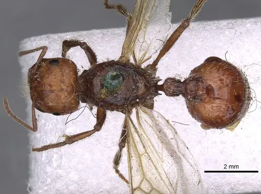 Pogonomyrmex barbatus specimen CASENT0900373 image casent0900373_1