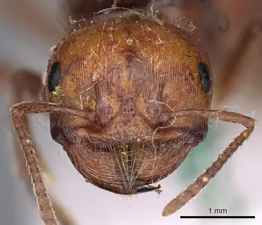 Pogonomyrmex barbatus specimen CASENT0900373 image casent0900373_2