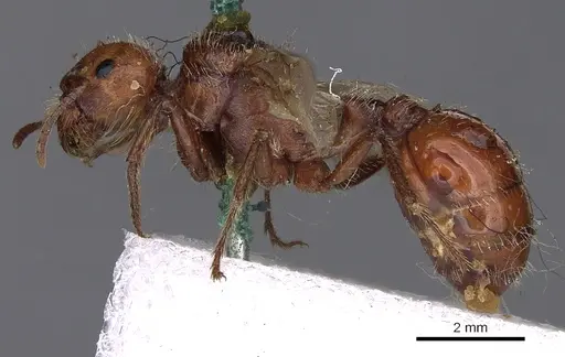 Pogonomyrmex barbatus specimen CASENT0900373 image casent0900373_3