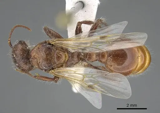 Pogonomyrmex barbatus specimen CASENT0914094 image casent0914094_1