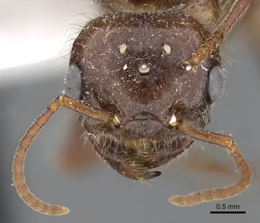 Pogonomyrmex barbatus specimen CASENT0914094 image casent0914094_2