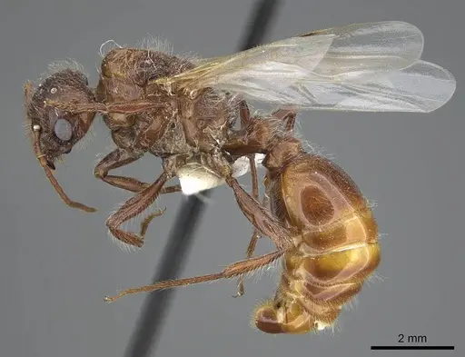 Pogonomyrmex barbatus specimen CASENT0914094 image casent0914094_3