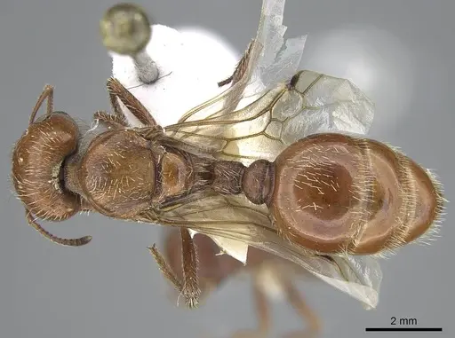 Pogonomyrmex barbatus specimen CASENT0914095 image casent0914095_1