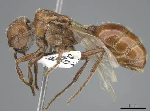 Pogonomyrmex barbatus specimen CASENT0914095 image casent0914095_4